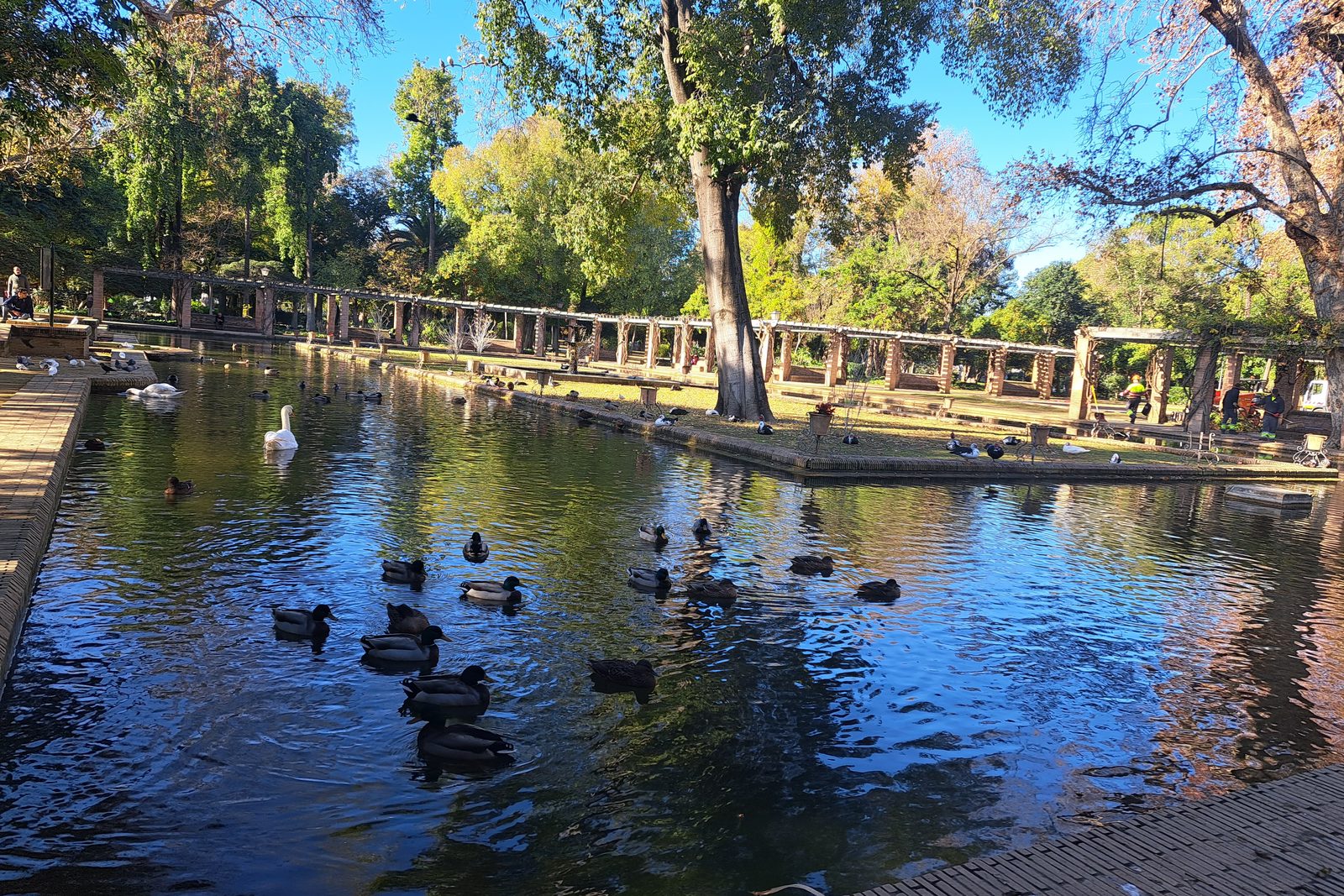 Estanque con patos en el parque de María Luisa, Sevilla